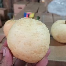 方城县黄金梨大量上市了