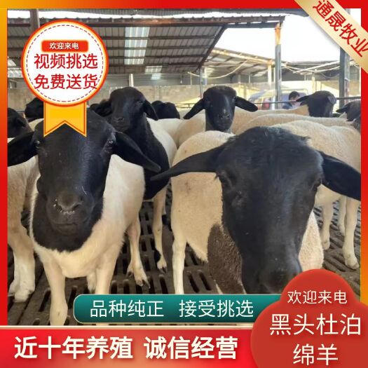 梁山县常年出售黑头杜泊绵羊支持视频挑选  发货 欢迎朋友挑选