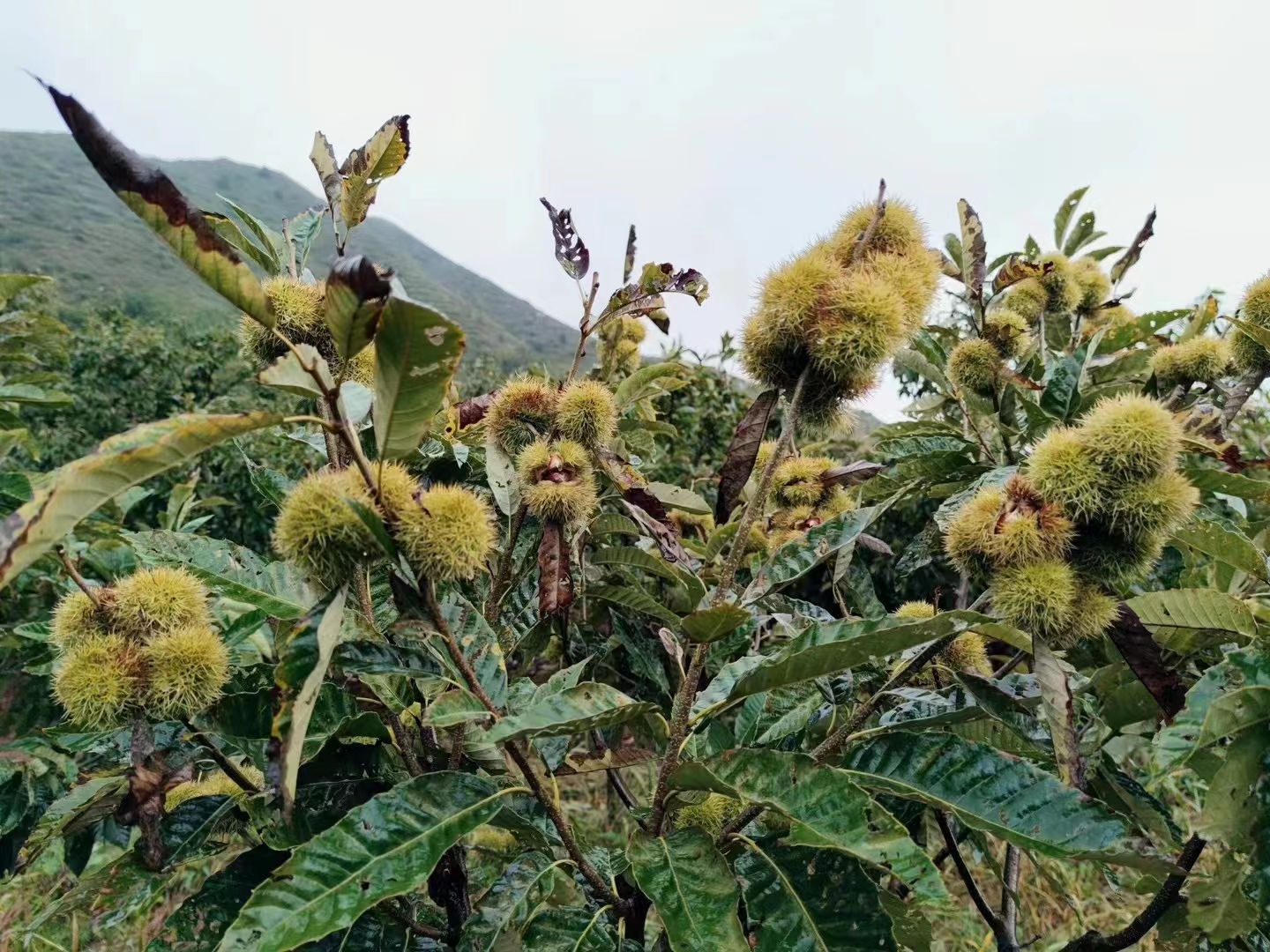 迁西小张板栗批发中心