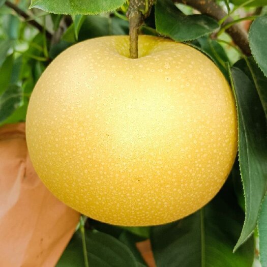 菏泽秋月梨，自家果园