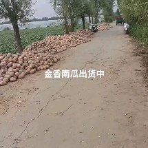 唐河县金香南瓜