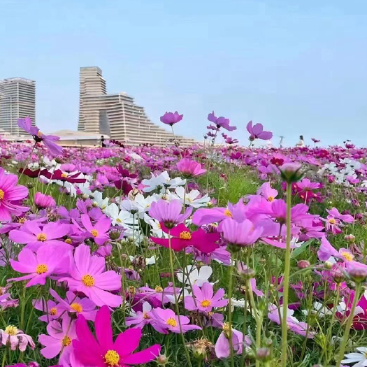 南宁波斯菊种子 花海花卉花种护坡固土绿化 格桑花花种花籽种子批发