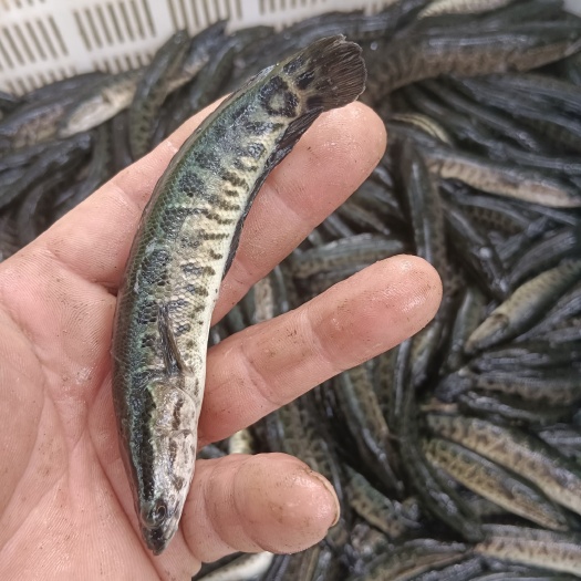 微山湖精品黑鱼苗