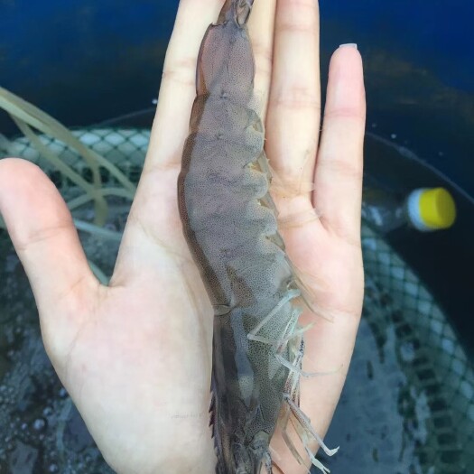 日照山东南美白对虾