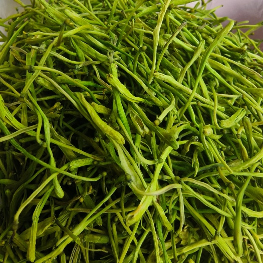 昆明云南山银花茶花