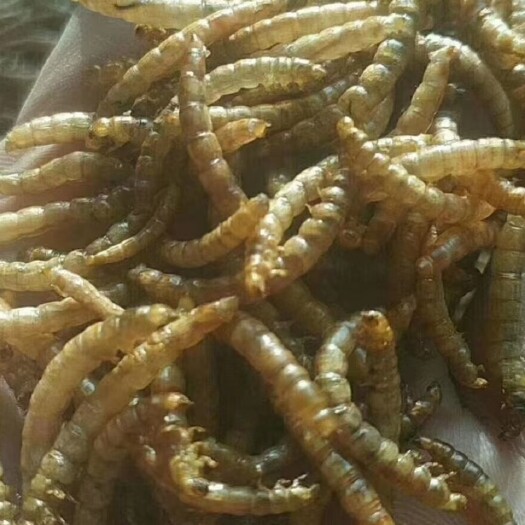 舞钢市黄粉虫干，鲜虫，高蛋白
