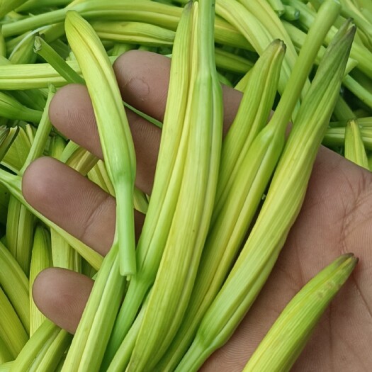 大同黄花菜