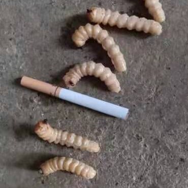 安顺斗米虫