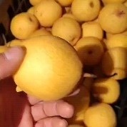 绥中县绥中白梨，皮薄肉厚，脆甜可口