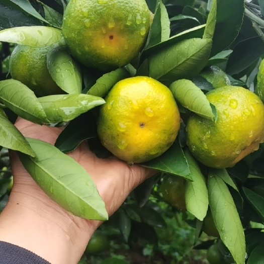 资中县四川特早蜜橘，