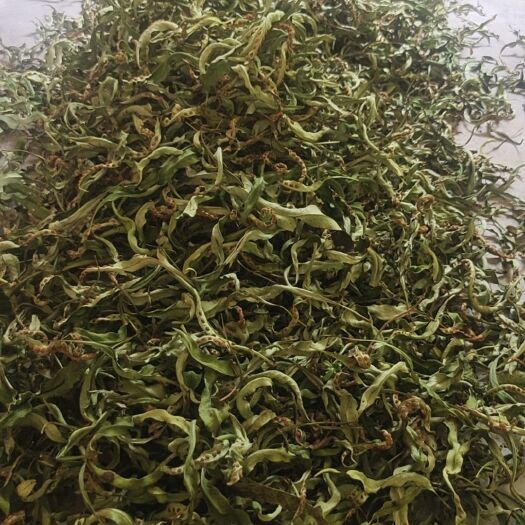 松桃县化石草 大叶化石草
