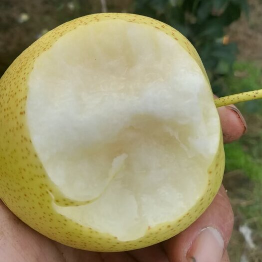 迁安市千亩梨园，货源充足，皮薄肉厚，汁多肉脆，果面光亮，口感甜度强