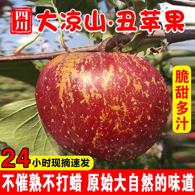 大涼山冰糖心丑蘋果現(xiàn)摘現(xiàn)發(fā)