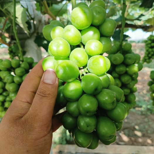 渭南阳光玫瑰