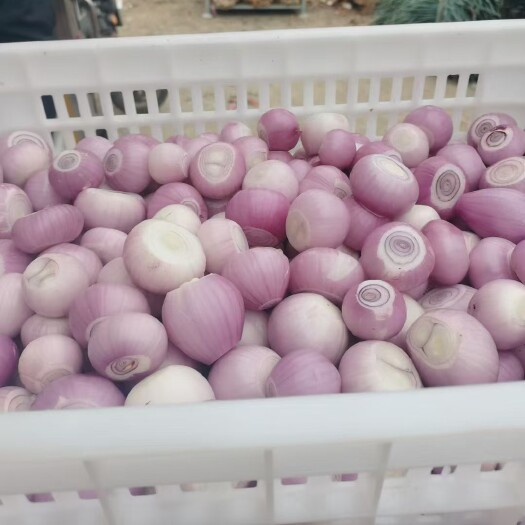 金乡县东北毛葱小懒窝葱葱头产地直发供应全国