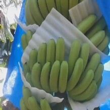 湛江香蕉