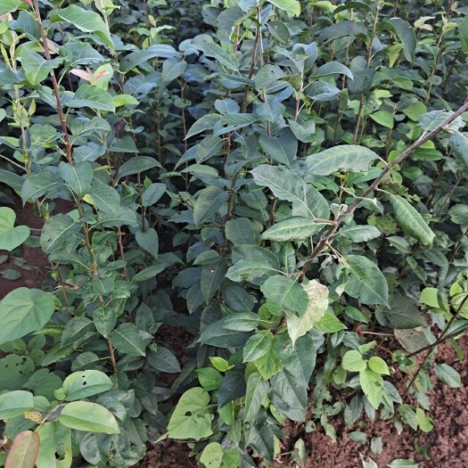 苍溪县实生梨树苗，占木苗，基地直发量大从优，保湿发货