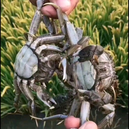 盘山县今天货量充足，全国发货，保质保量！