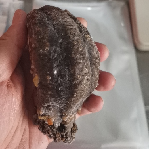 烟台俄罗斯纯海参即食鲜食红极参
