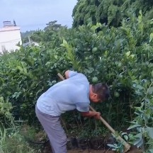 兴国县只卖纽荷尔，专业赣南脐橙营养杯苗1米左右，1点2厘米左右粗