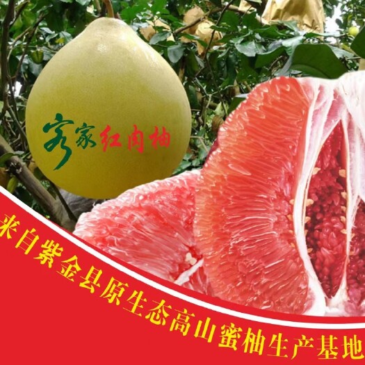 紫金县想要好吃又实惠的客家红肉蜜柚，选我家果园就对了