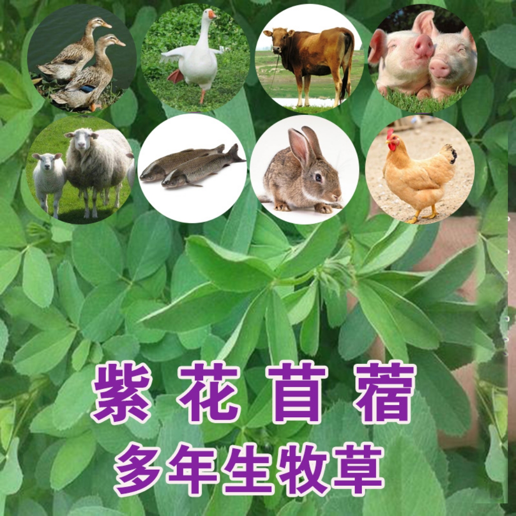 郑州紫花苜蓿种子蛋白含量高，用于养殖或绿化都适宜