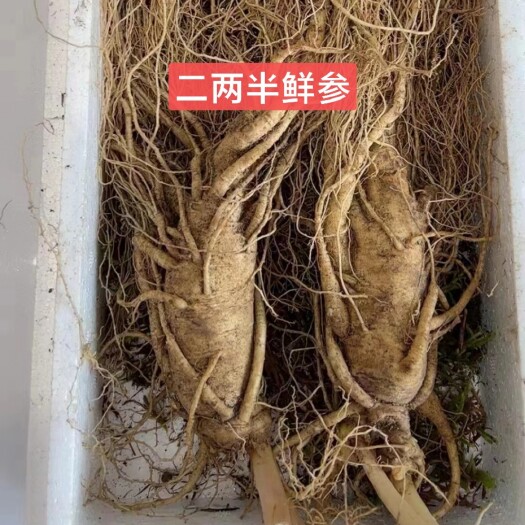 新货上市，新鲜人参 边条参  全国包邮 泡沫箱加青苔发货