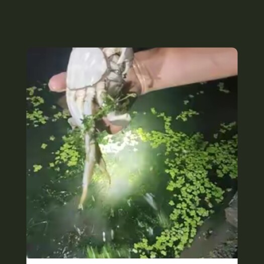 本味大闸蟹