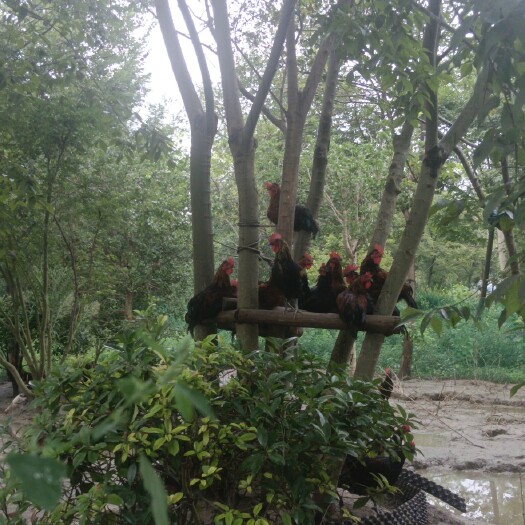 如皋市纯散养草乌，芦花，麻花鸡