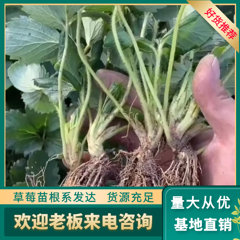  红颜草莓苗 章姬 随株 粉玉 红玉基地现挖现发需要联