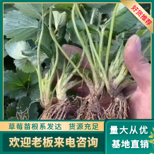 平邑县 红颜草莓苗 章姬 随株 粉玉 红玉基地现挖现发需要联