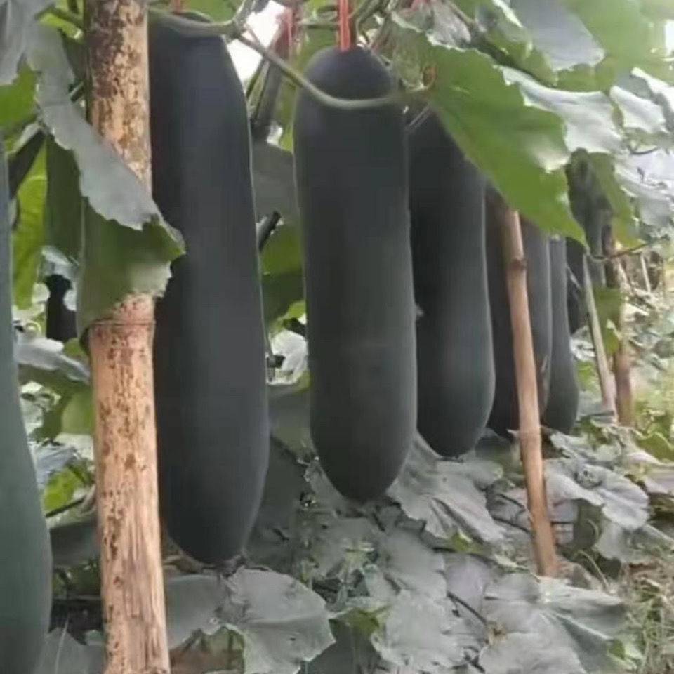 廣東黑皮冬瓜種苗與種子