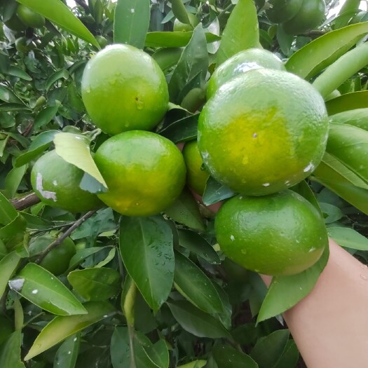 资阳蜜橘