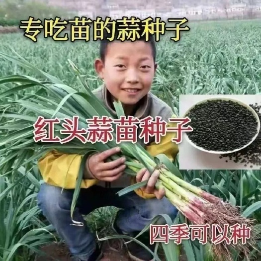 邵东市红头香蒜种子一年四季硬叶蒜苗种子红头蒜三茬连续可种植阳台盆栽