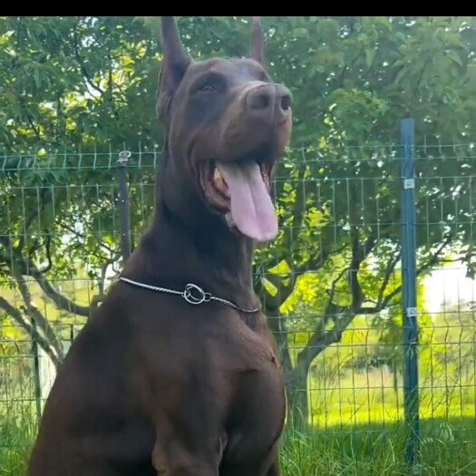 东平县杜宾犬