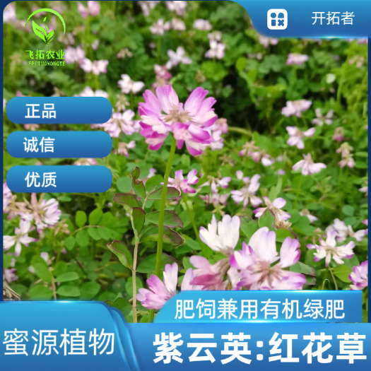 郑州紫云英种子为果园绿肥,轮作,颗粒饱满,可供观花
