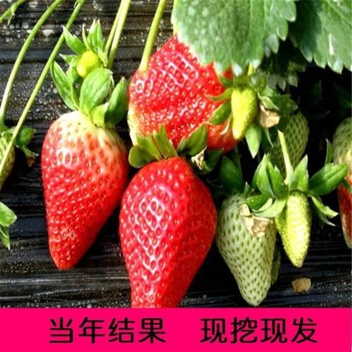 平邑县妙香，随珠，奶油，草莓苗脱毒苗现挖