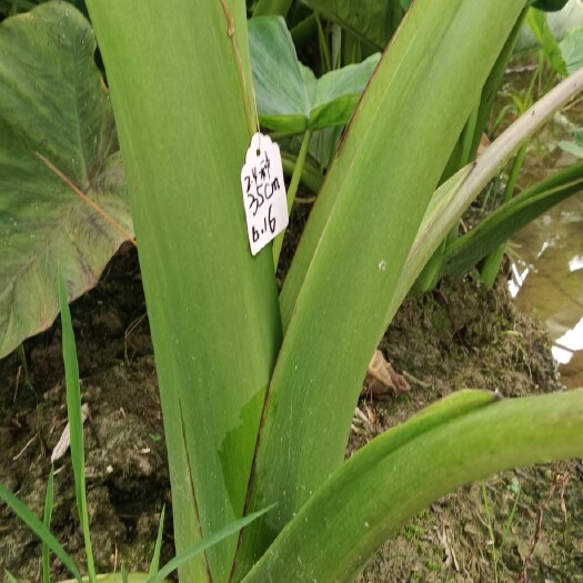 赣州槟榔芋