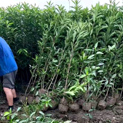 咸宁法国冬青  （自产自销）各种规格齐全，量大从优，海量出售