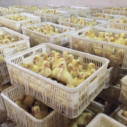 沭阳县常年供应鹅苗，品种齐全
