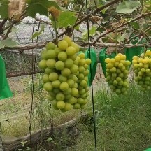 阳光玫瑰