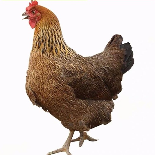 扬州麻鸡苗大种青脚麻黑脚麻产蛋母鸡苗鸡麻羽绿壳三黄胡须鸡小苗活的