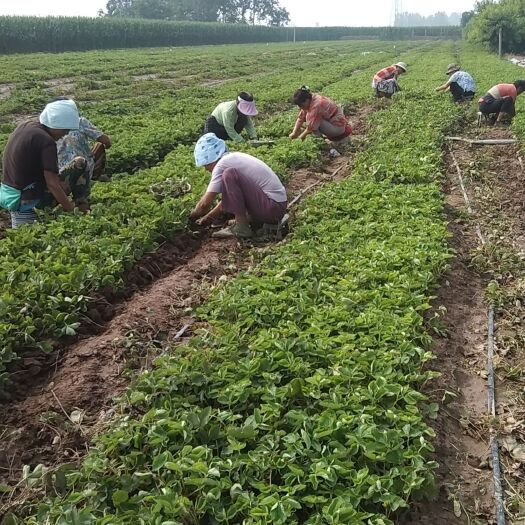 辛集市草莓苗 红颜 章姬 天仙醉 宁玉 甜茶理 新丰一号草莓苗无病