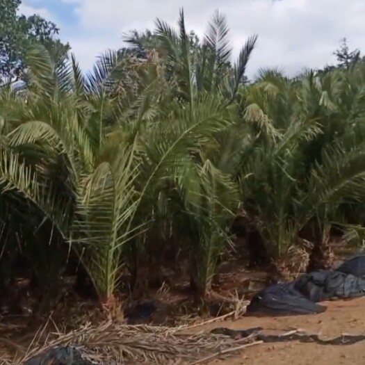 昆明加拿利海枣树针葵海景别墅庭院植物净化空气美观热带风景树新品
