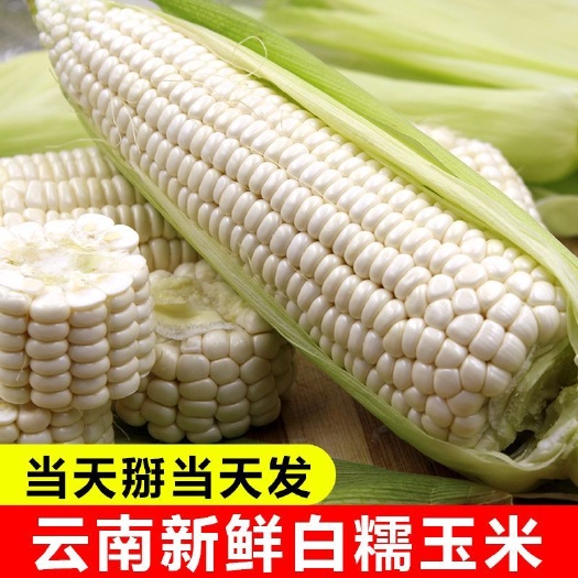 云南白糯玉米新鲜糯玉米棒甜黏玉米鲜嫩苞米包谷农家带壳现摘现发