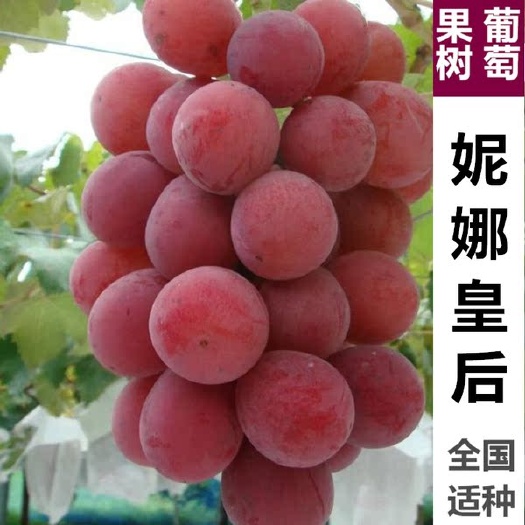 平邑县妮娜皇后葡萄苗，妮娜公主，当年挂果南北方都可种植