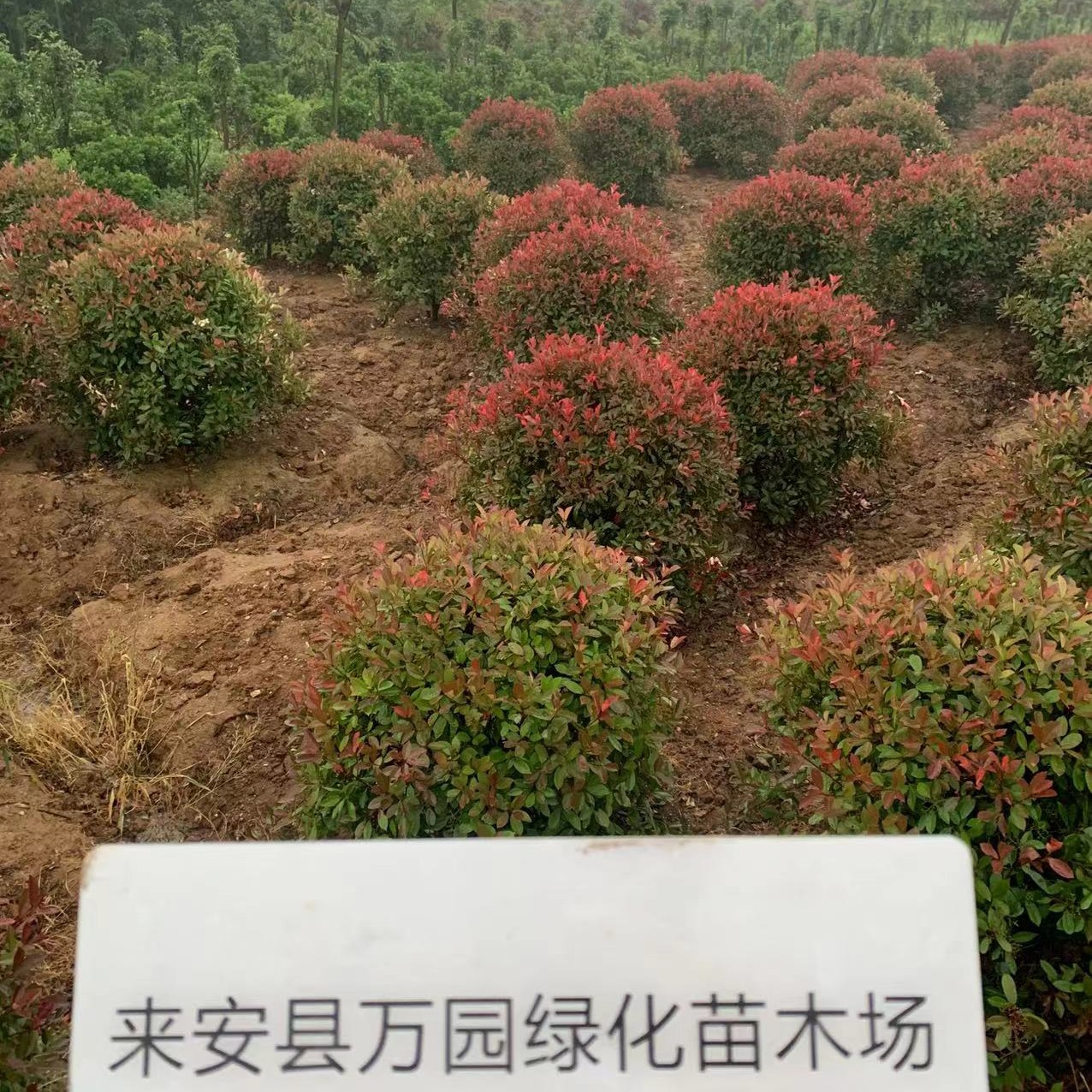 来安县红叶石楠造型树  2023红叶石楠球基地 80-150冠
