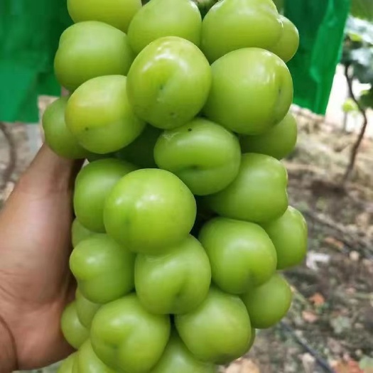 平邑县阳光玫瑰葡萄苗晴王葡萄，苗南北方都可种植