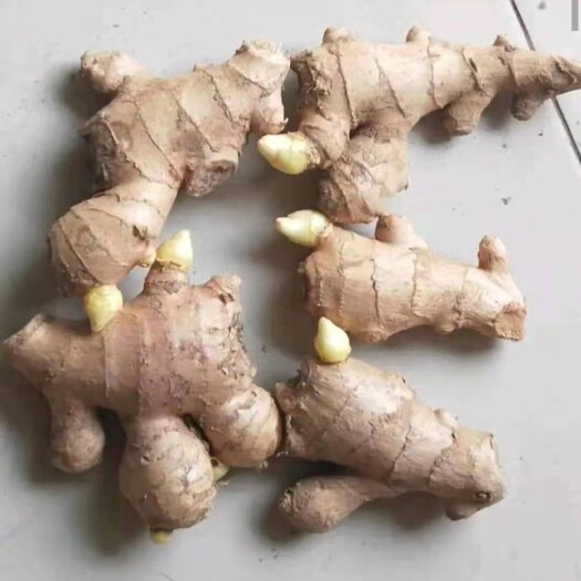 莒县【精选】脱毒姜种   品种齐全 产量高 提供技术