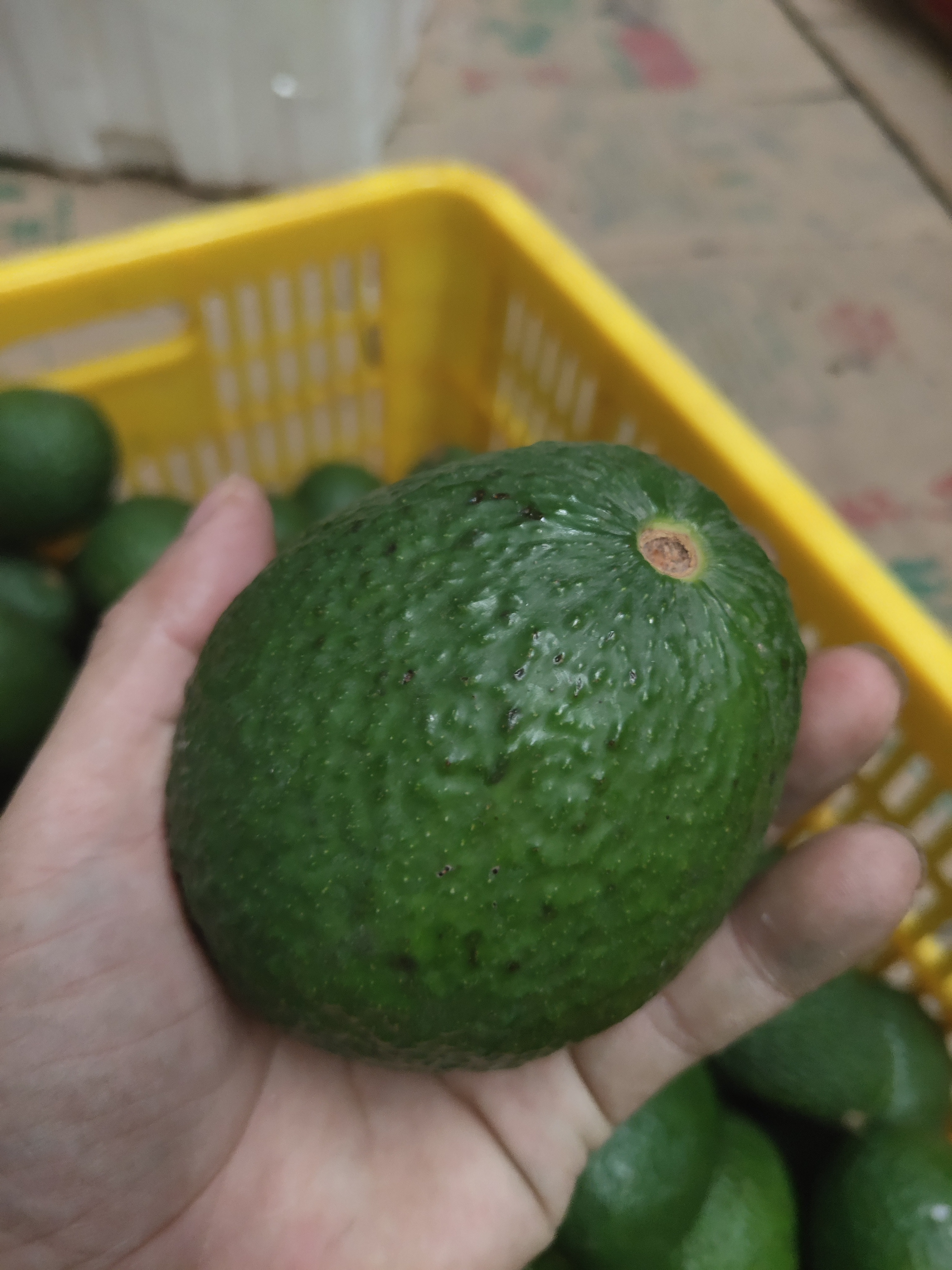 昆明云南孟连牛油果昆明仓库一件代发